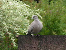 Image of Collared Dove