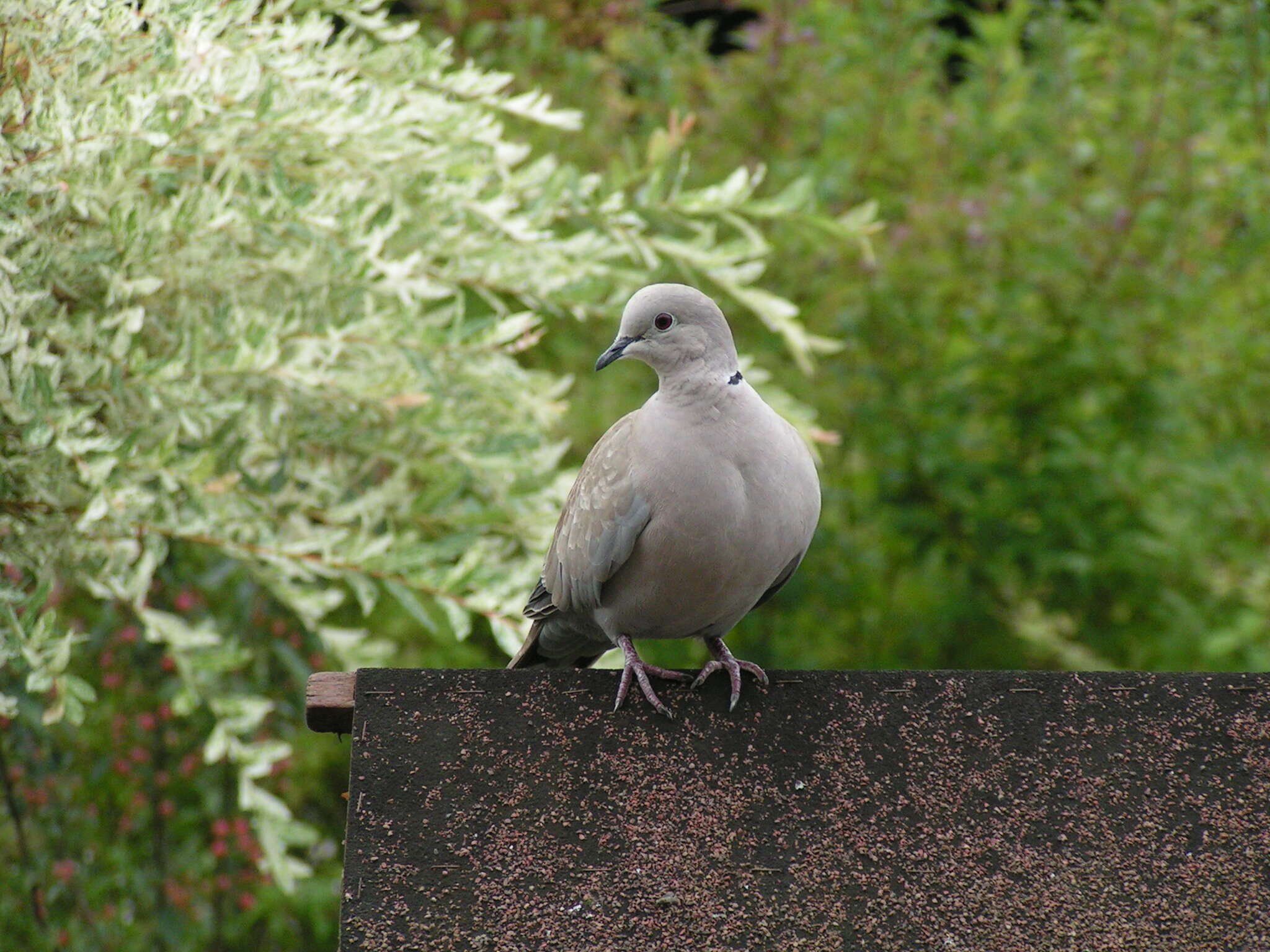 Image of Collared Dove