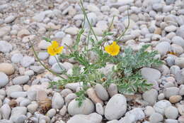 Image of Yellow Horned Poppy