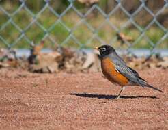 Image of American Robin