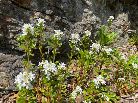 Image of spoonleaf yellow loosestrife