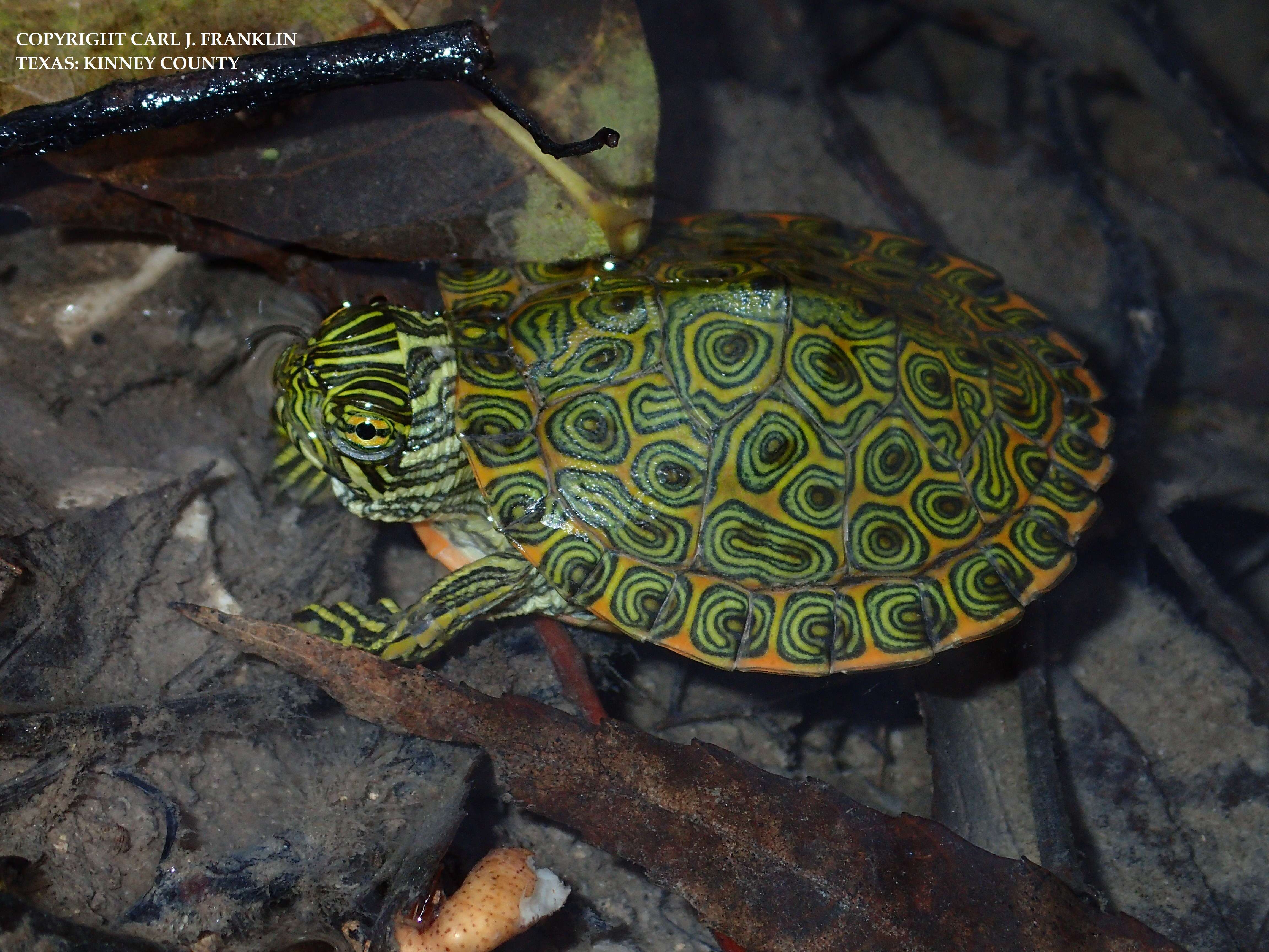 Image of Cooter Turtles