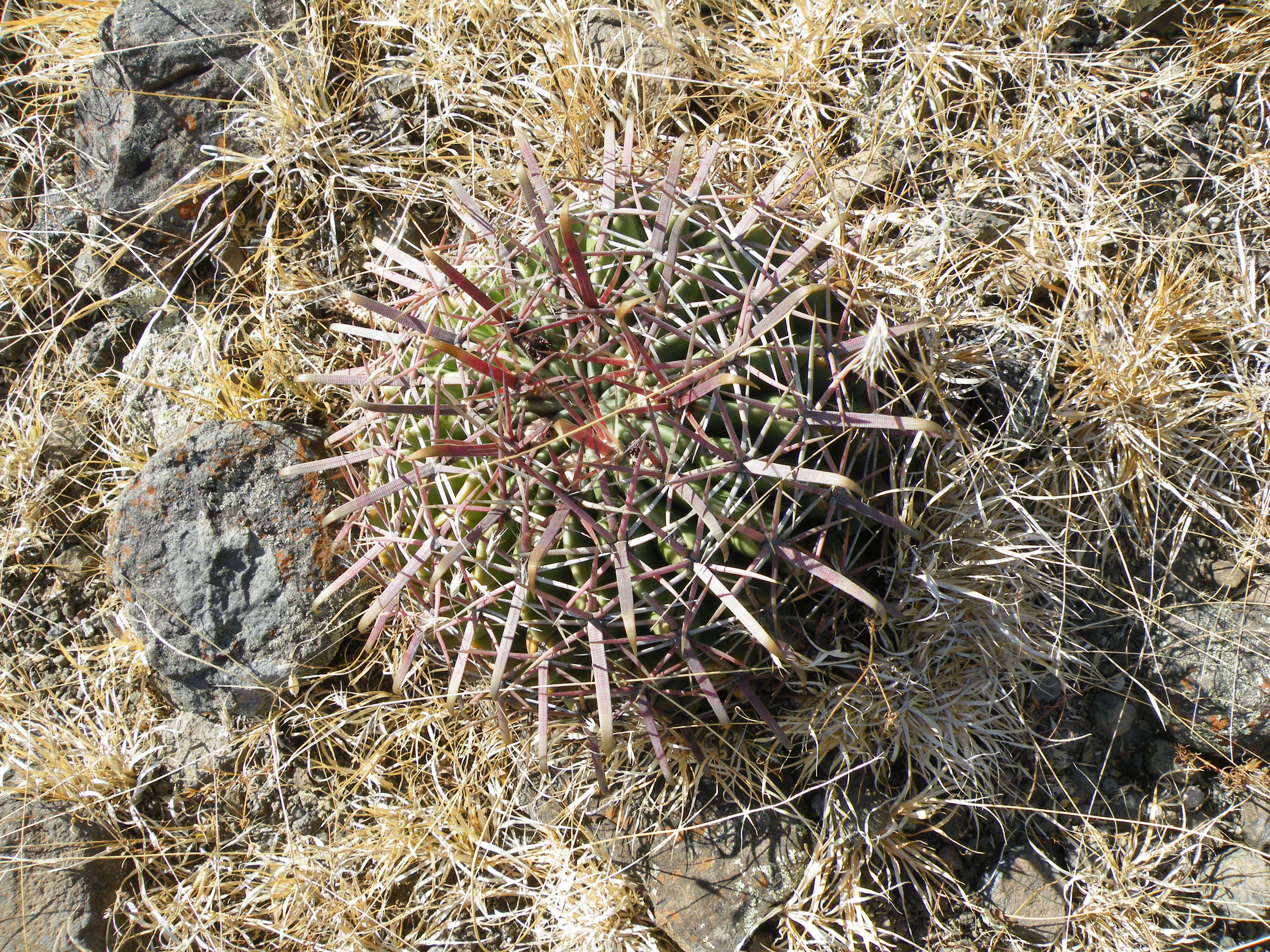 Image of Ferocactus latispinus (Haw.) Britton & Rose