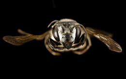 Image of Hoary Leaf-cutter Bee