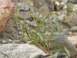 Image of brittle spineflower