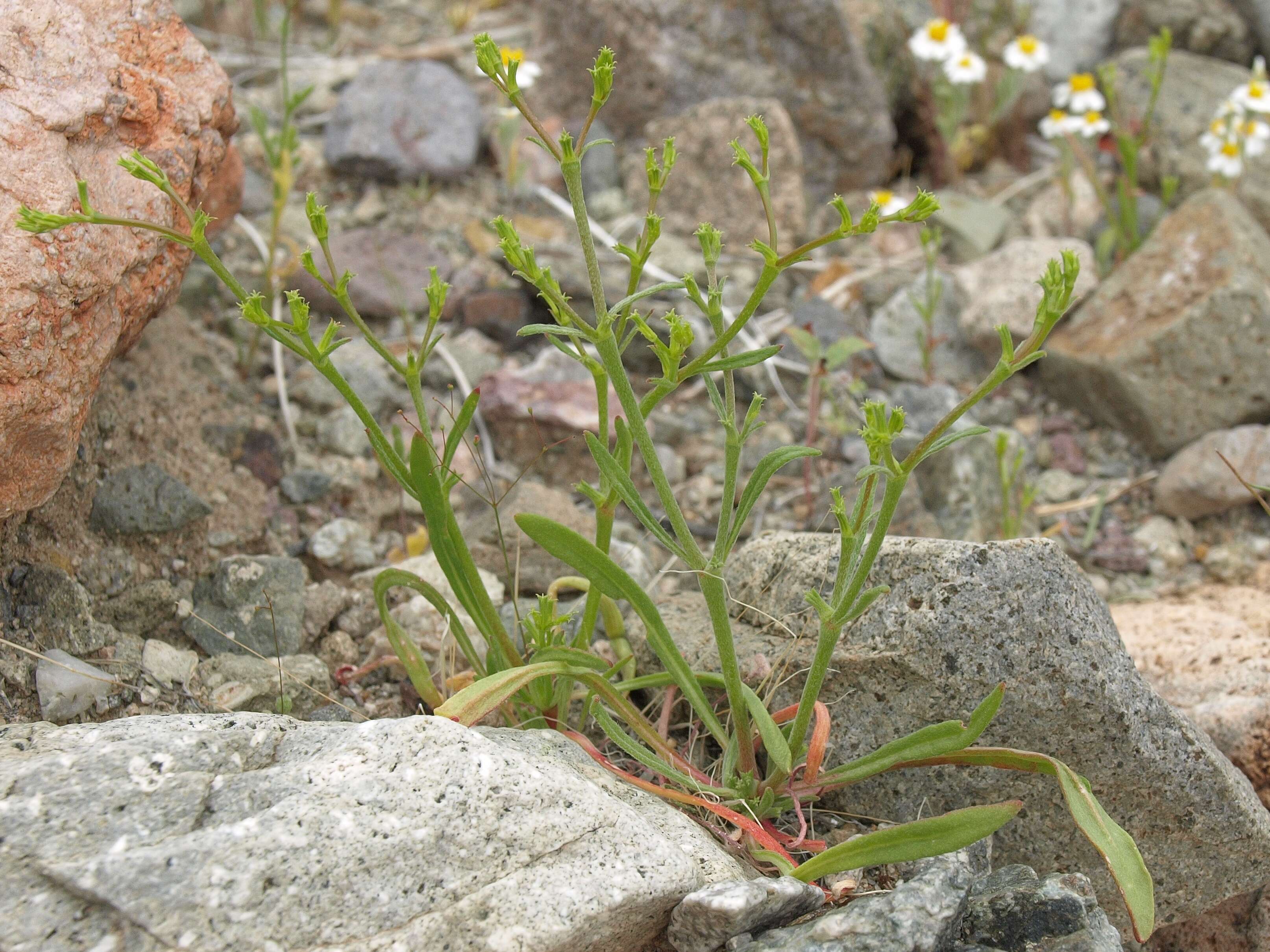 Image of brittle spineflower