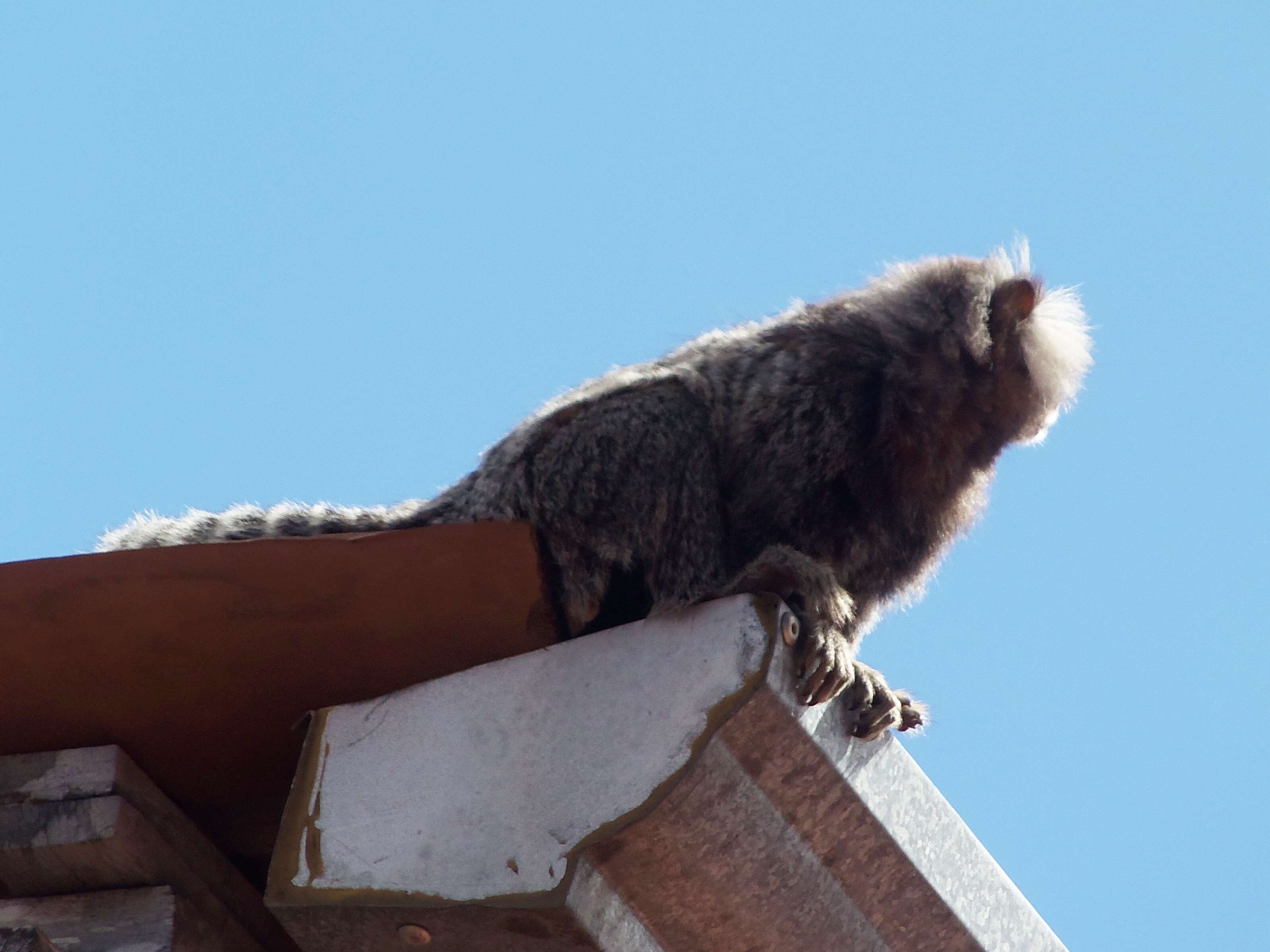 Image of Common Marmoset