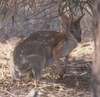 Image of Black-striped Scrub Wallaby