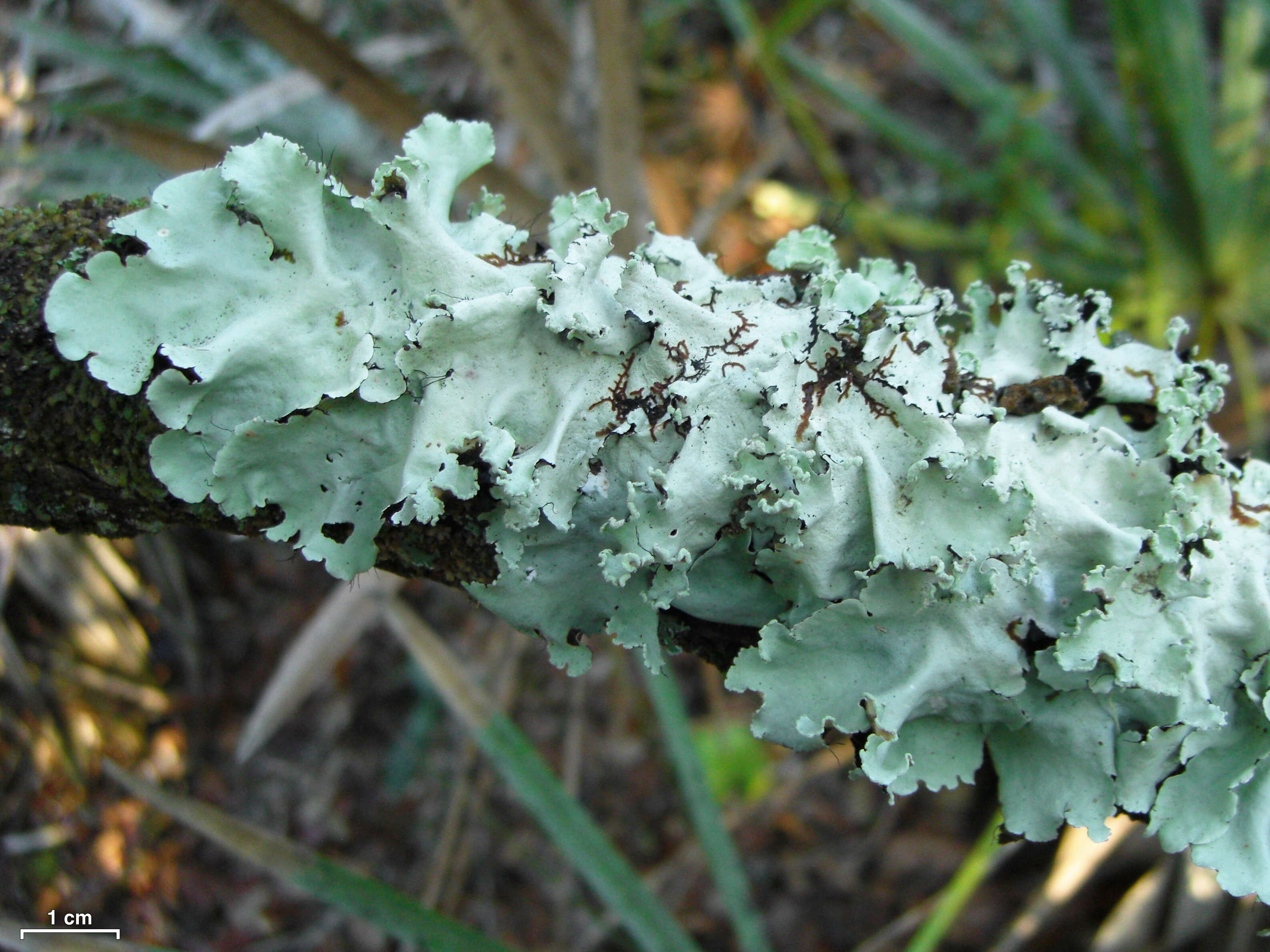 Image of Long-whiskered ruffle lichen