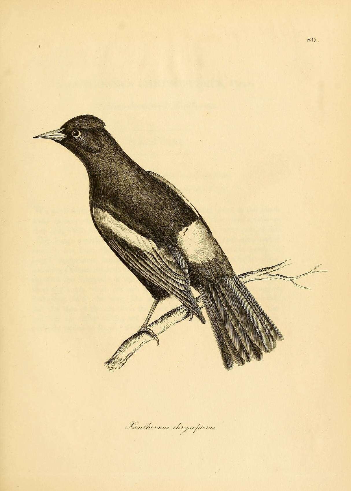 Image of Golden-winged Cacique