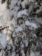 Image of common tansy