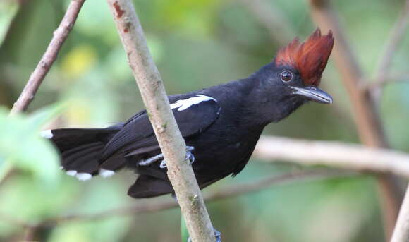 Image of Glossy Antshrike