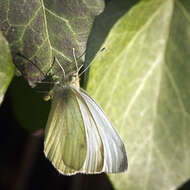 Image of small white