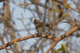 Image of Blackcap