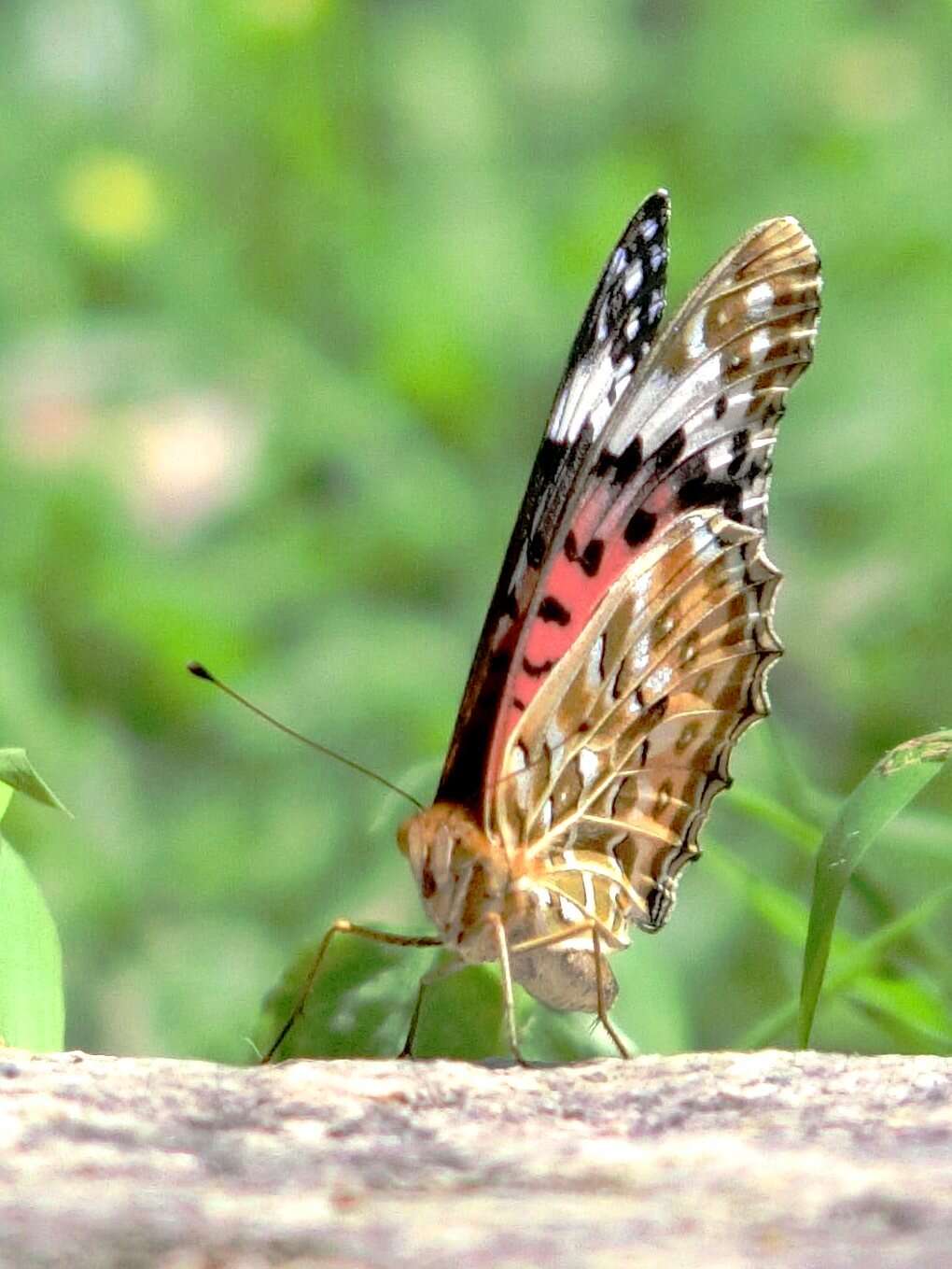 Image of Argynnis hyperbius