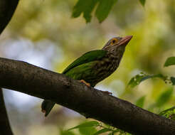 Psilopogon lineatus (Vieillot 1816) resmi