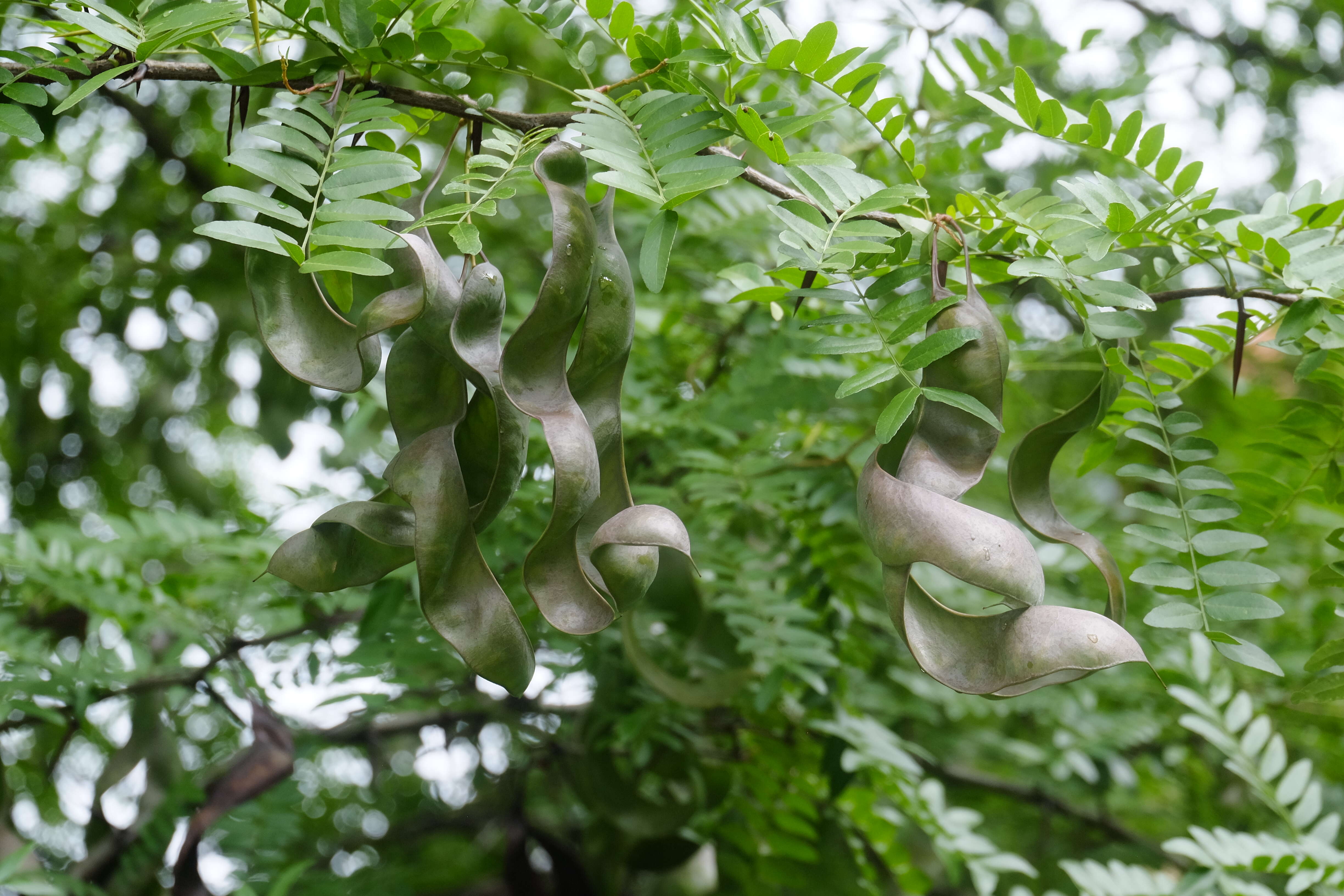 Plancia ëd Gleditsia triacanthos L.