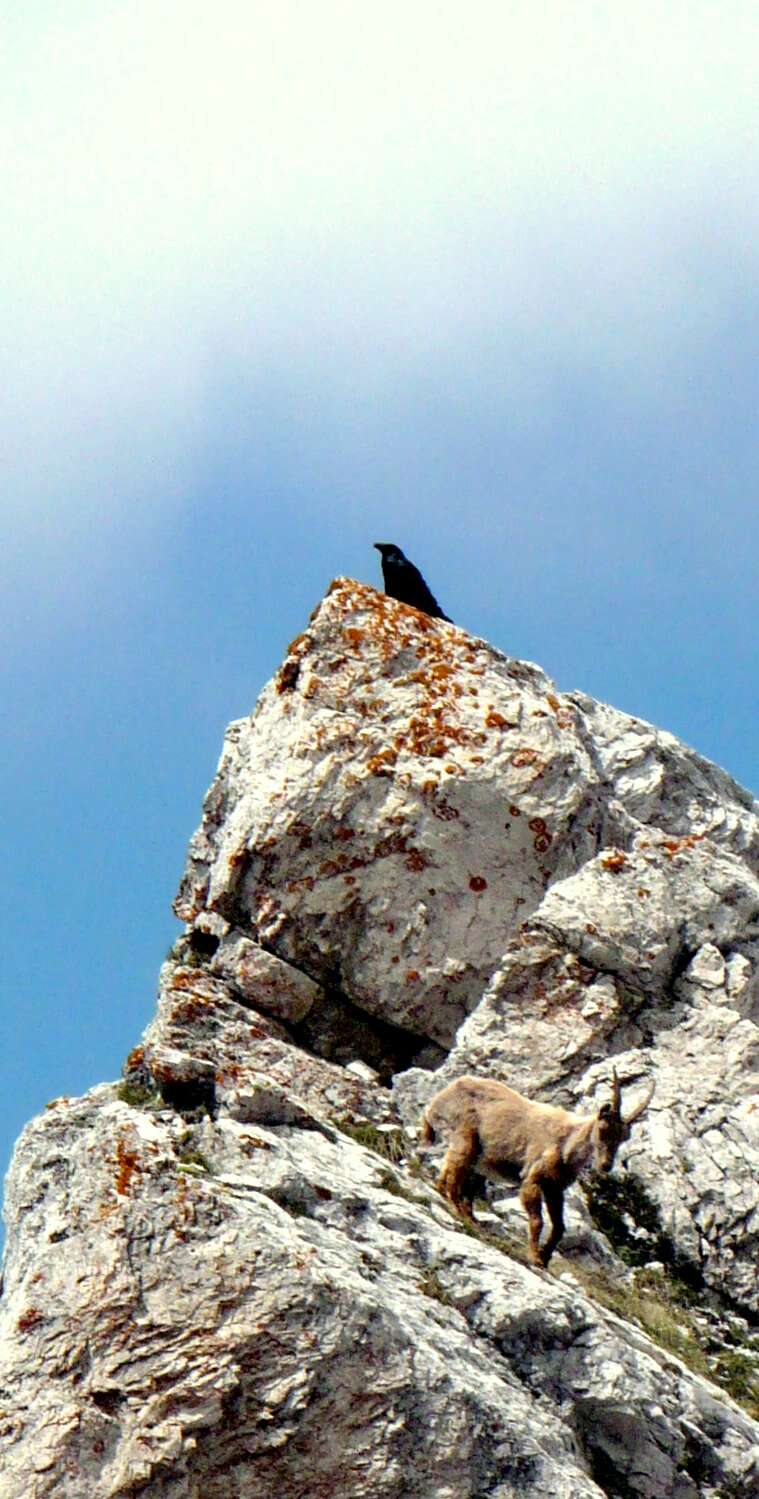 Image of Northern Raven