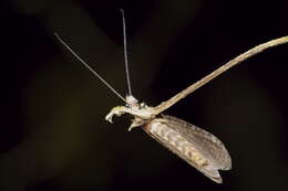 Image of New Zealand dobsonfly