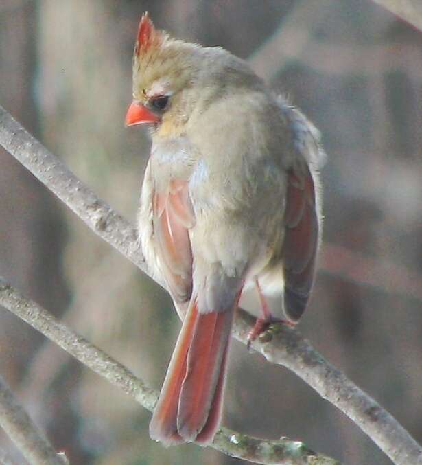 Image of Cardinalis Bonaparte 1838