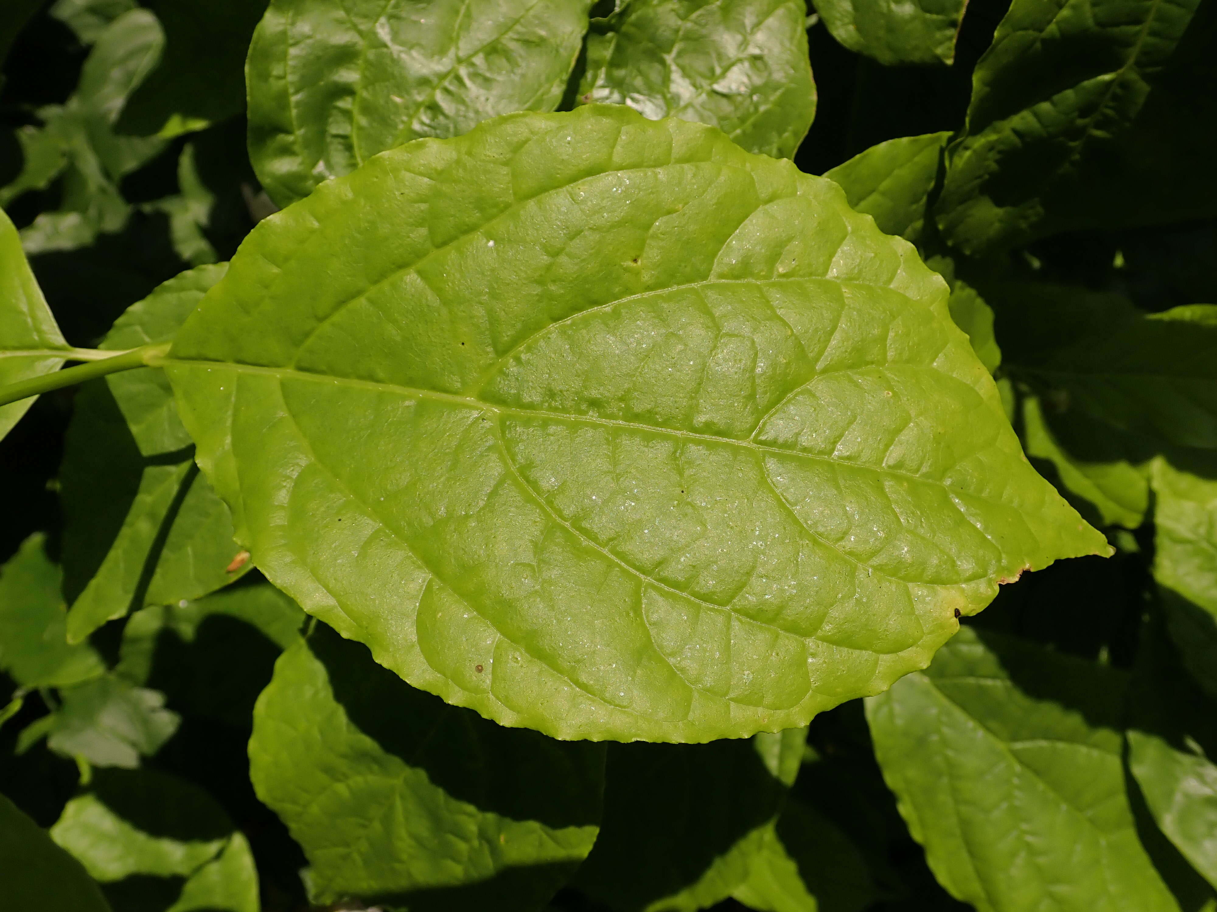 Image de Calycanthus chinensis Cheng & S. Y. Chang