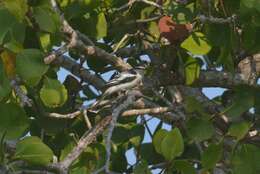 Image of White-rumped Triller