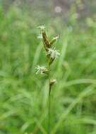 Image of quaking-grass sedge