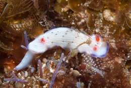 Image of Hypselodoris carnea (Bergh 1889)