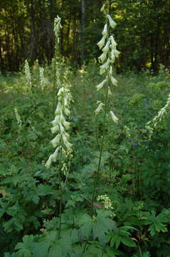 Image of <i>Aconitum lasiostomum</i>