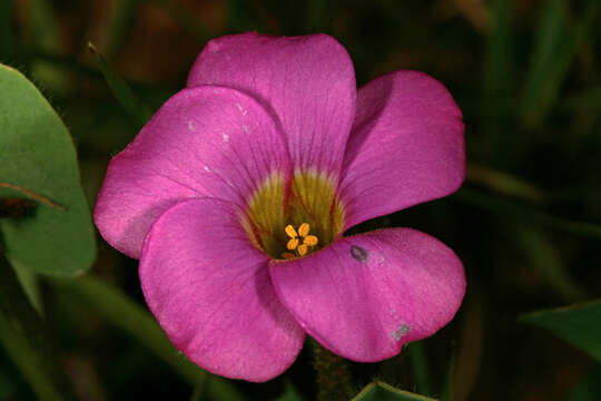 Imagem de Oxalis obliquifolia Steud. ex A. Rich.