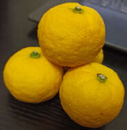 Image of Citrus junos Sieb. ex Tanaka