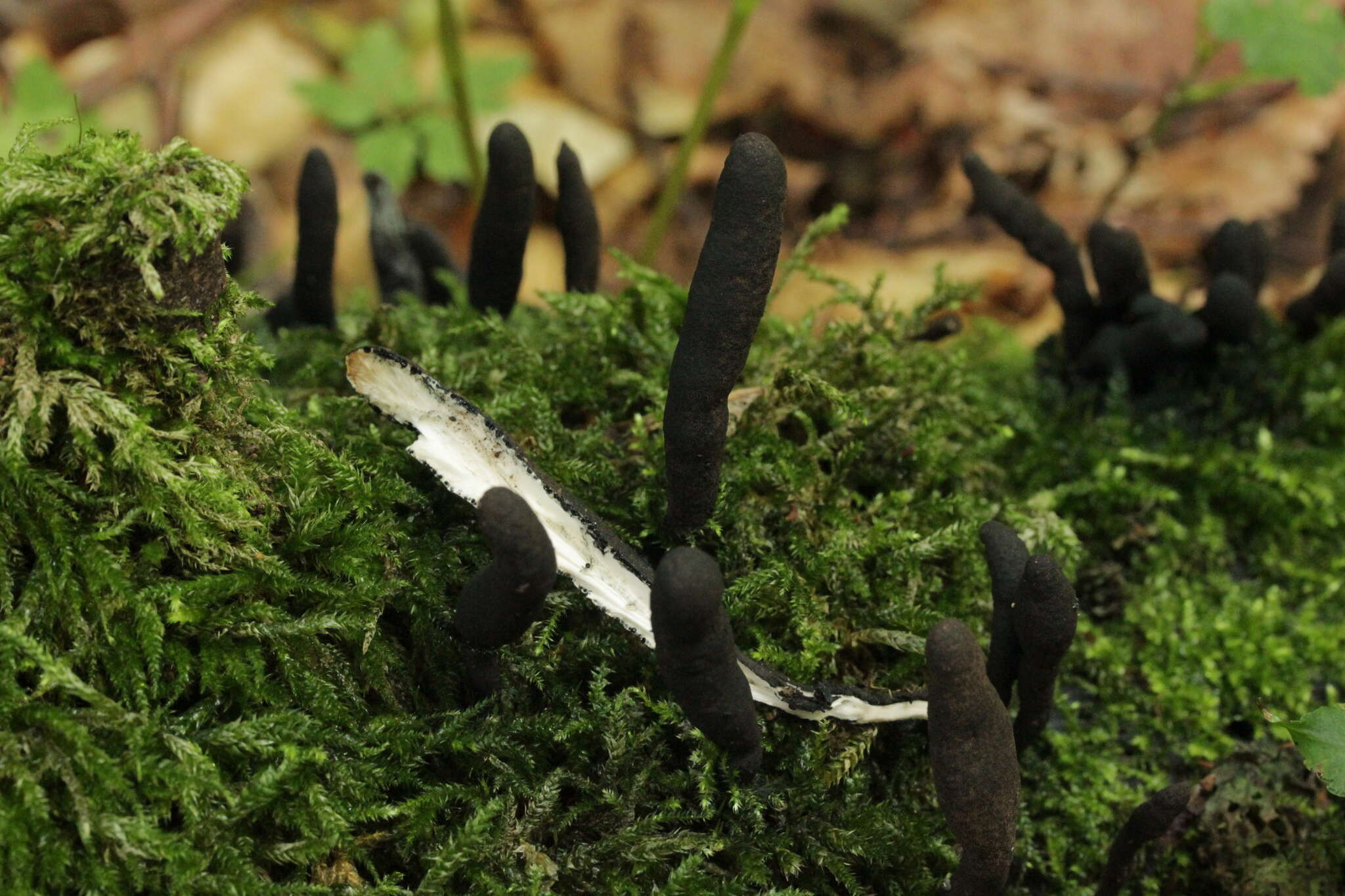 Image of Xylaria longipes Nitschke 1867