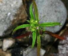 Image of Red hemp-nettle