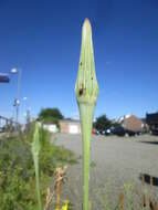 Image of yellow salsify