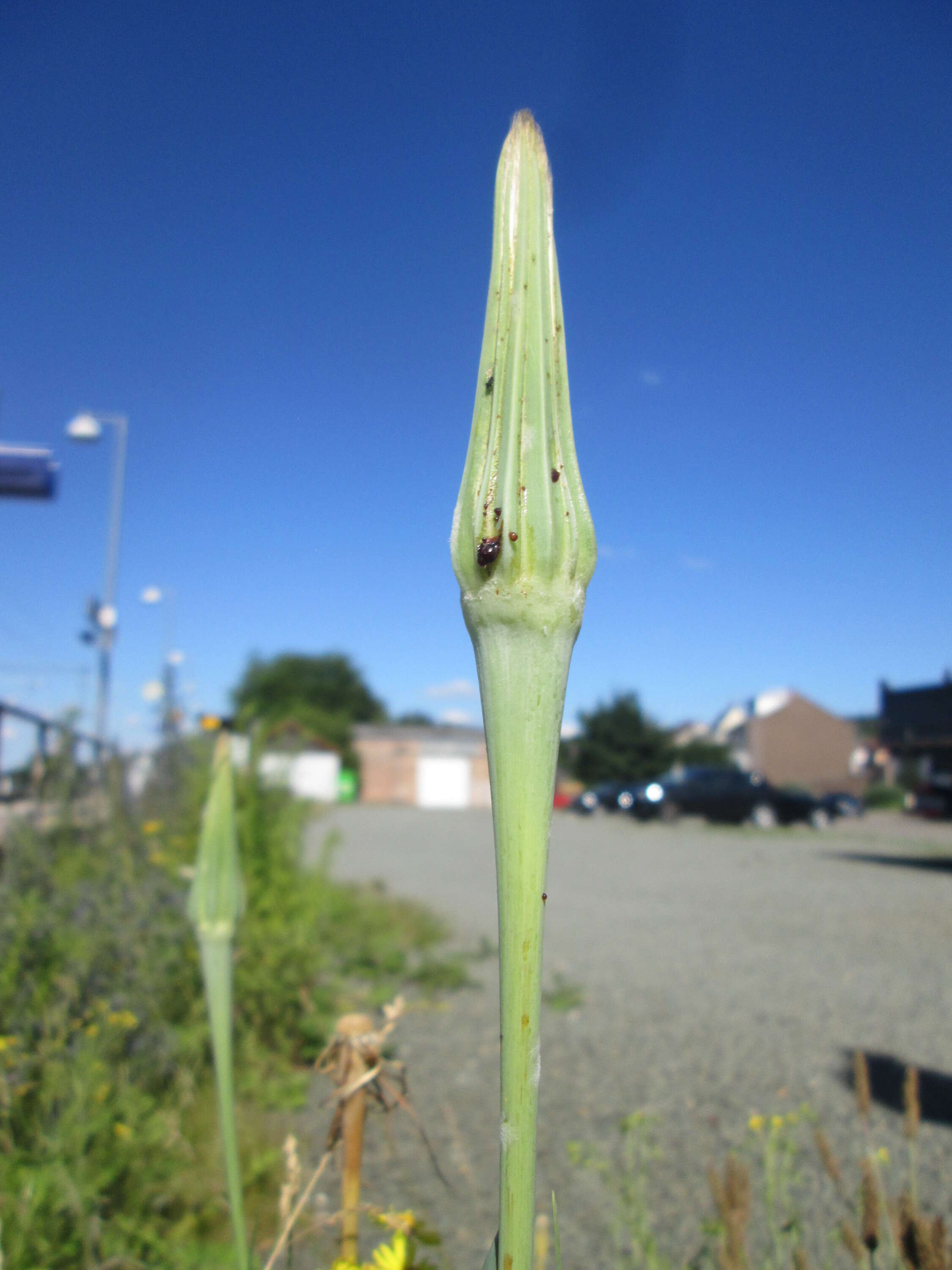 Image of yellow salsify