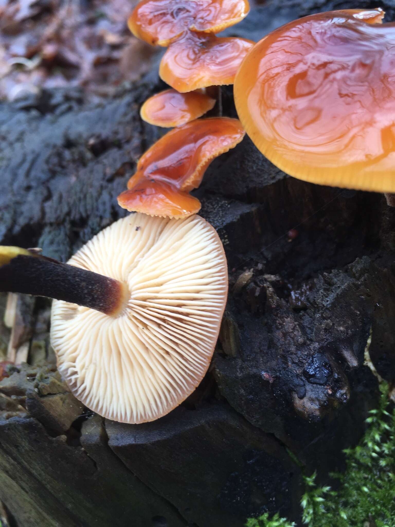 Plancia ëd Flammulina velutipes (Curtis) Singer 1951