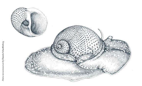 Image of fly-speck moonsnail