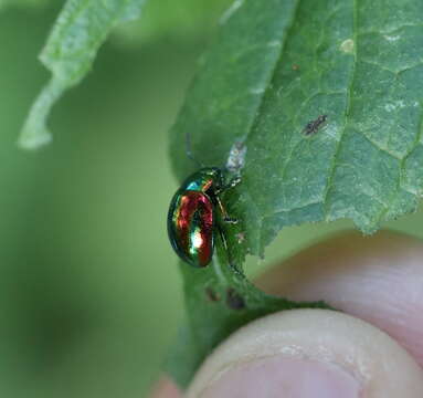 Image of Chrysolina fastuosa