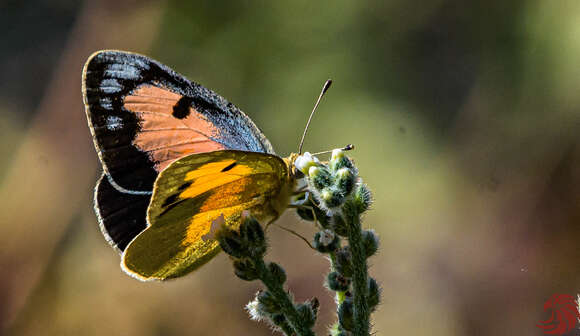 Image of Blue-spotted arab