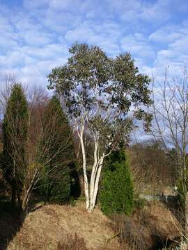 Image of Eucalyptus pauciflora subsp. niphophila (Maiden & Blakely) L. A. S. Johnson & Blaxell