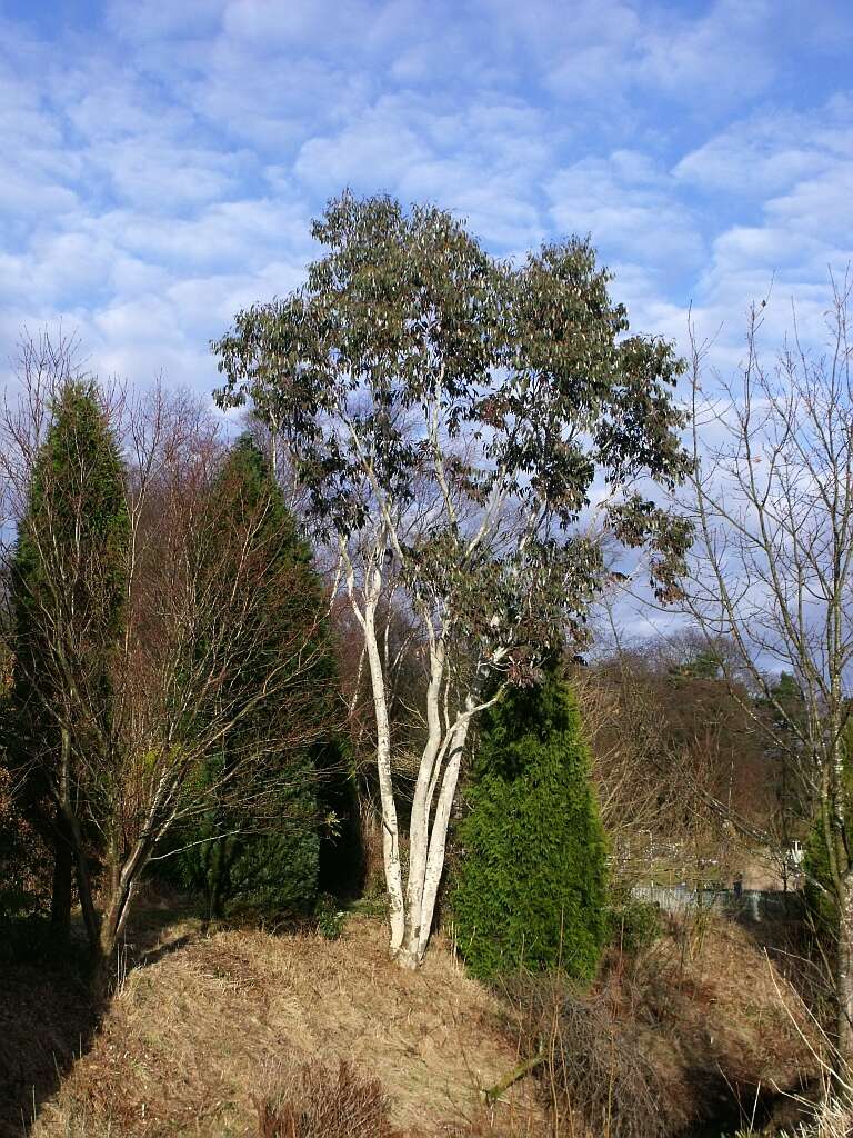 Image of Eucalyptus pauciflora subsp. niphophila (Maiden & Blakely) L. A. S. Johnson & Blaxell