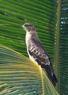 Image of Crested Honey Buzzard