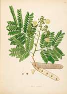 Image of albizia