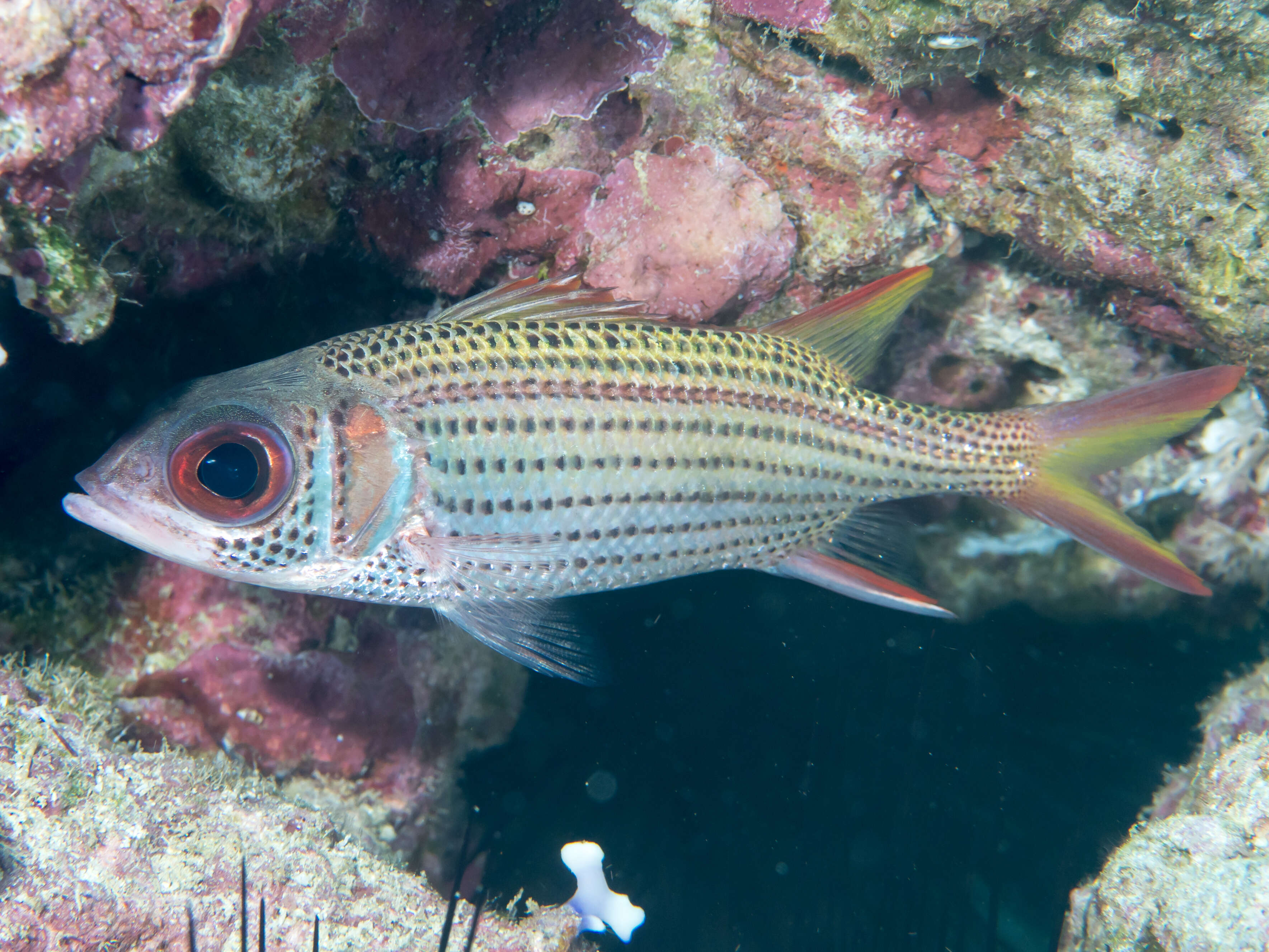 Image of Blackfin Squirrelfish