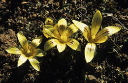 Image of Romulea tortuosa (Licht. ex Roem. & Schult.) Baker