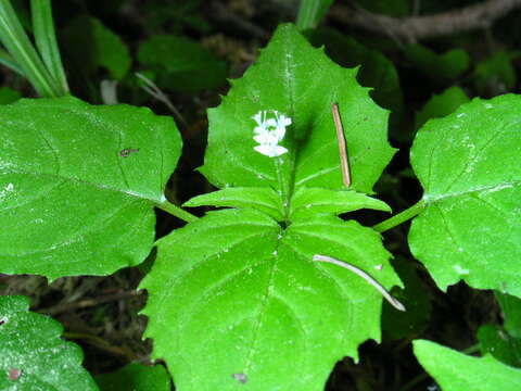 Image of Alpine enchanter’s-nightshade