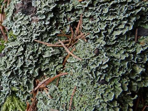 Imagem de Cladonia digitata (L.) Hoffm.