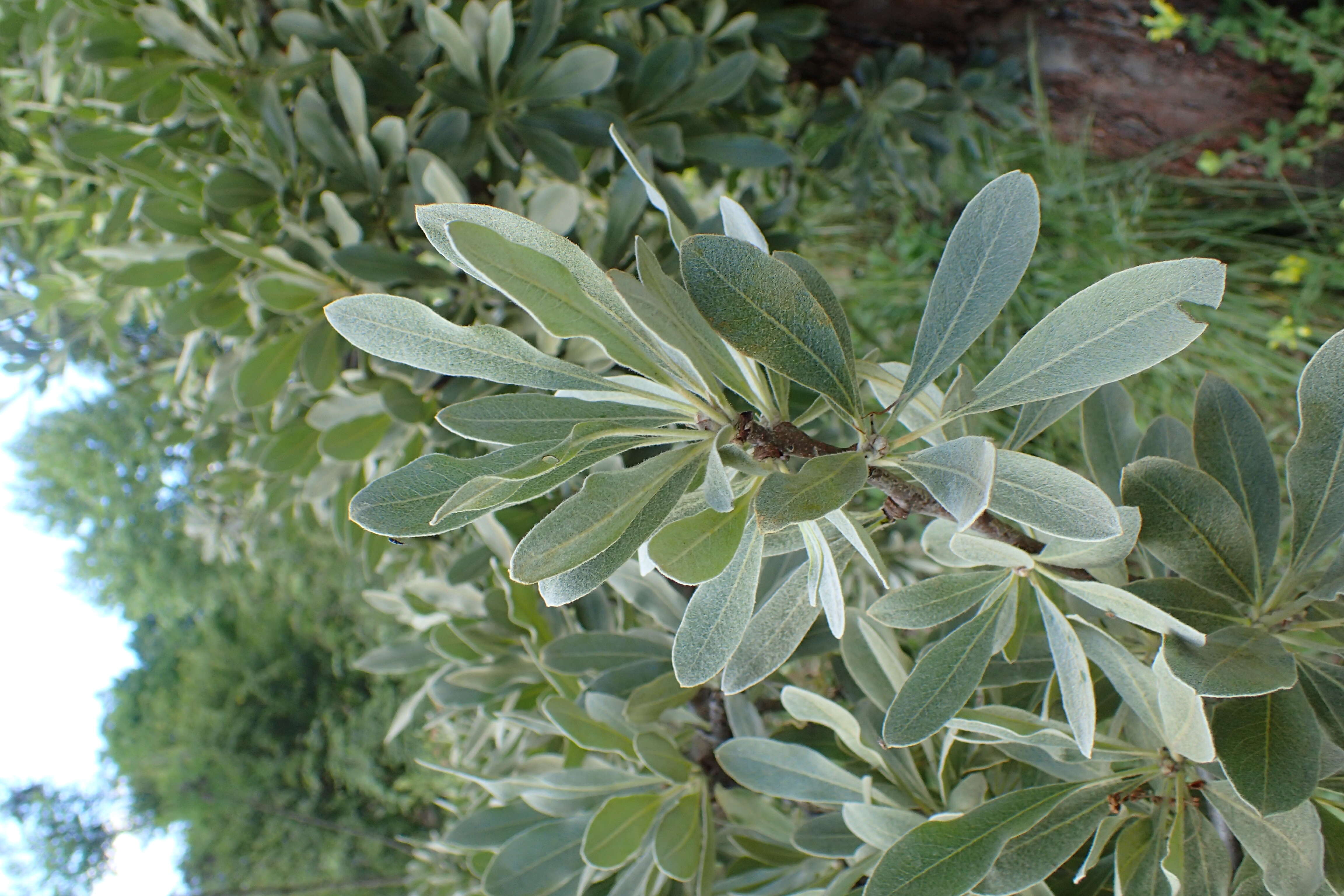 Image de Pyrus elaeagrifolia Pall.