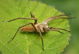 Image of Nursery-web spider