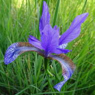 Image of German Iris